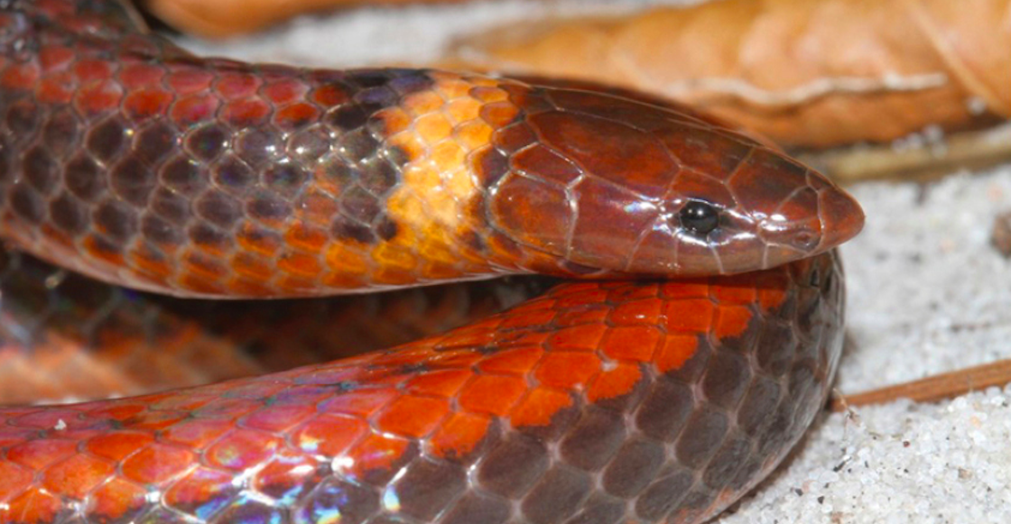 descubren-nueva-especie-serpiente