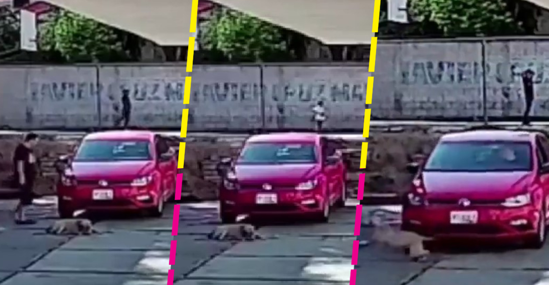 Este sujeto atropelló intencionalmente a un perro que dormía frente a su auto