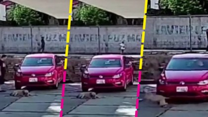 Este sujeto atropelló intencionalmente a un perro que dormía frente a su auto