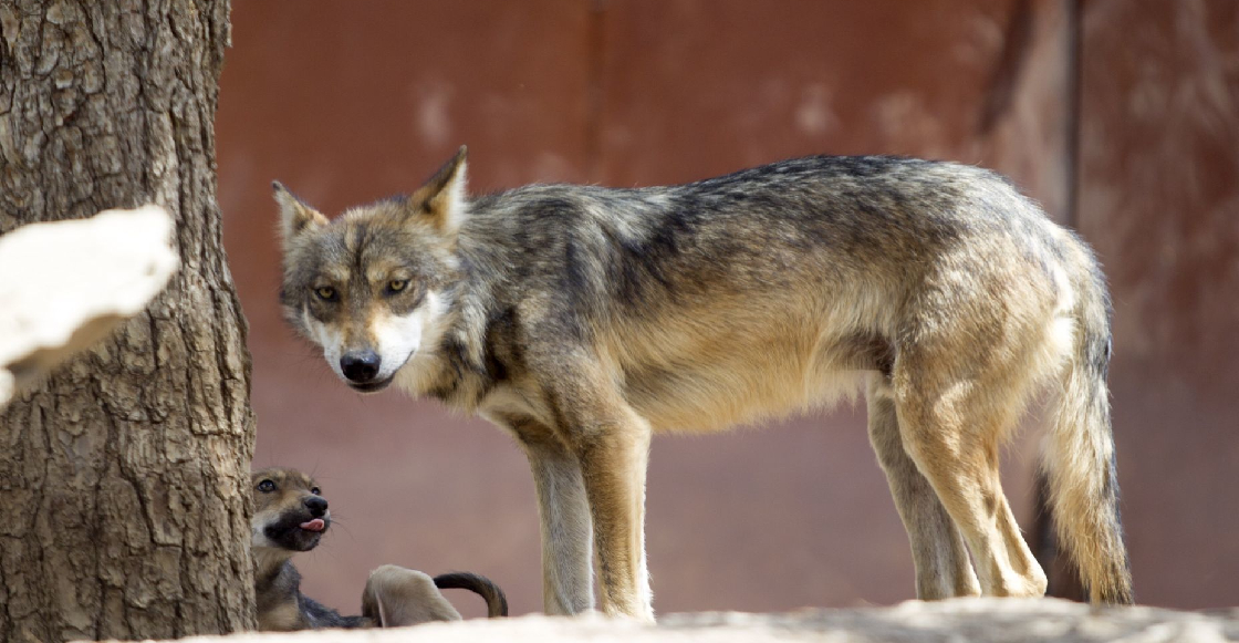 Lobo del Zoológico de Neza mordió a un niño que metió la mano a su jaula