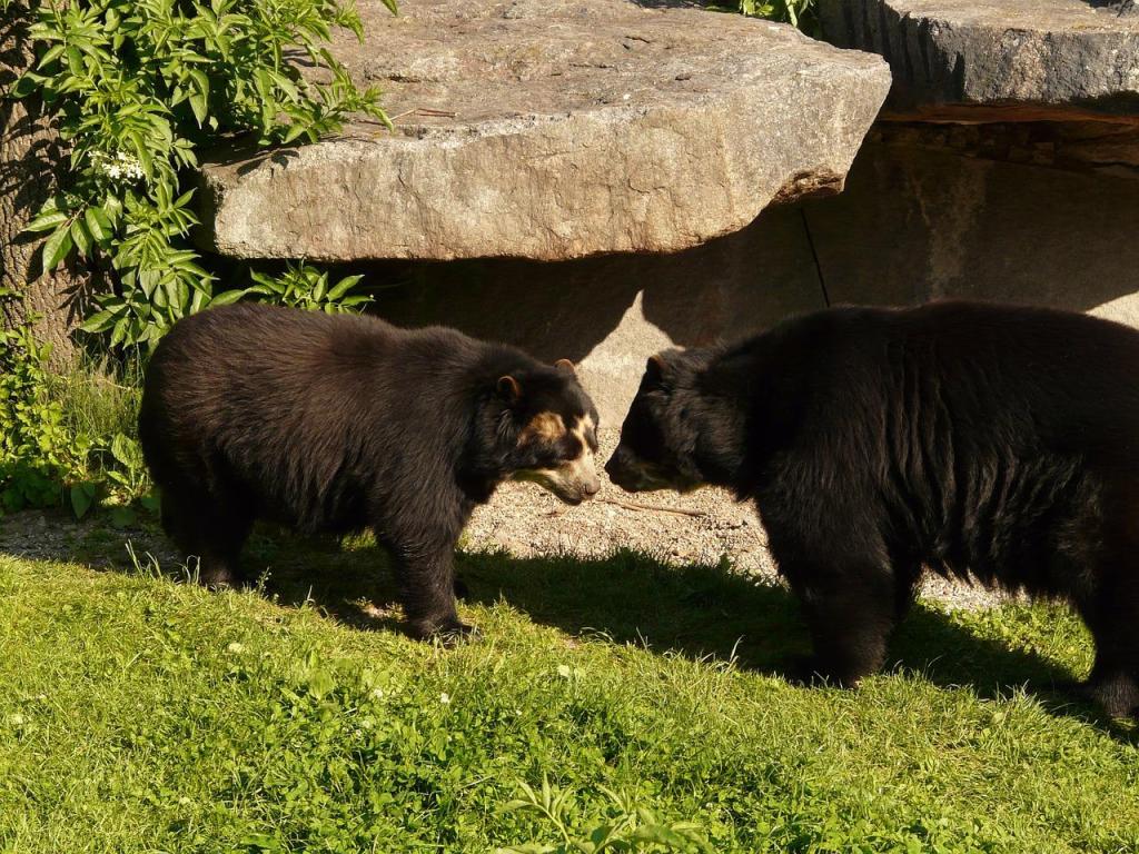 Murió Carlos, uno de los osos más longevos del Zoológico de Chapultepec