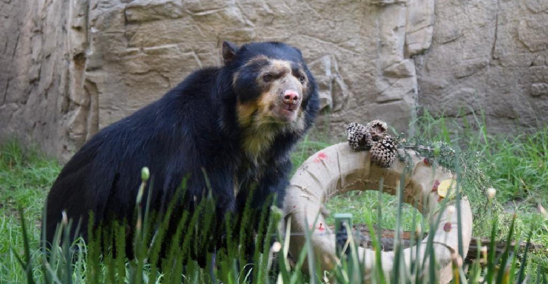 Murió Carlos, uno de los osos más longevos del Zoológico de Chapultepec