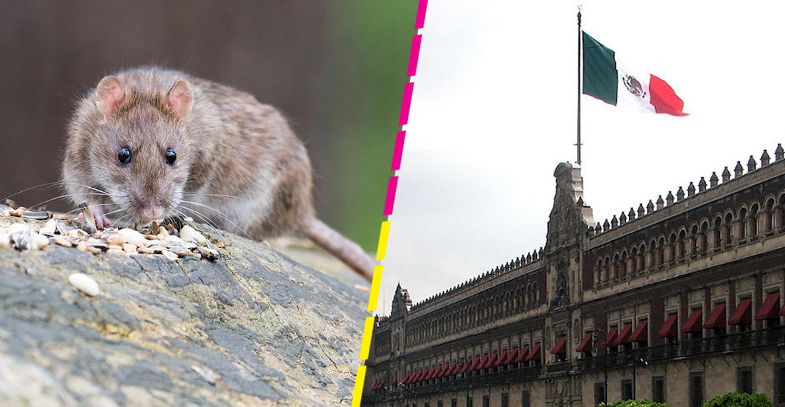 ratas-palacio-nacional-fauna-nociva-licitacion