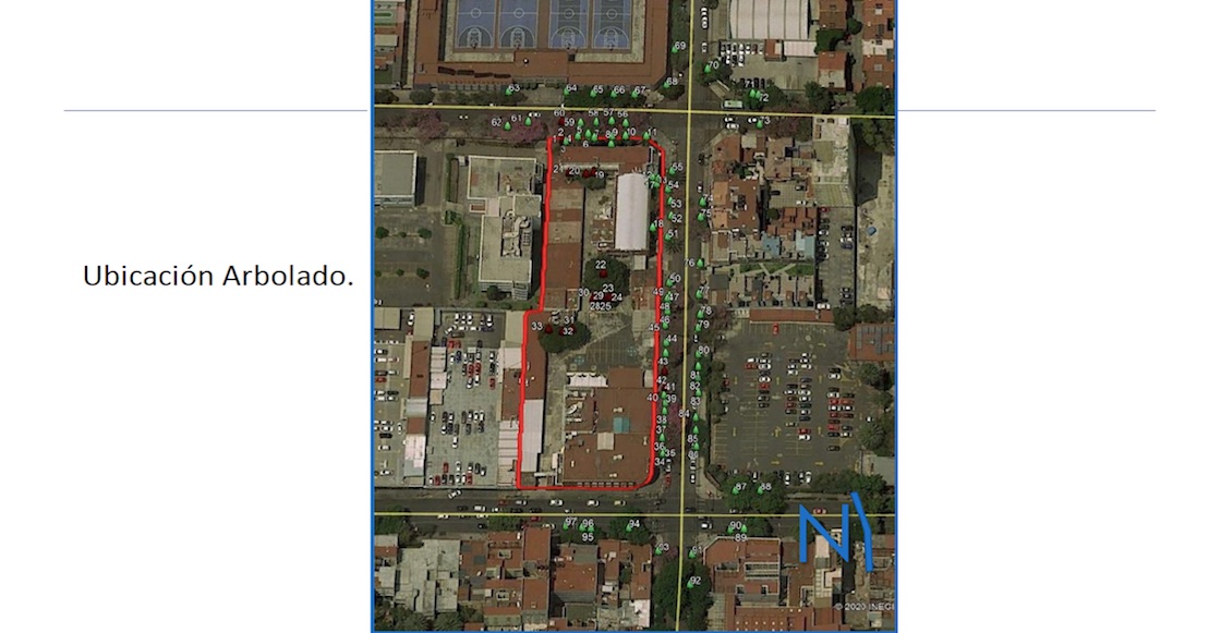 tala-arboles-benito-juarez-cdmx