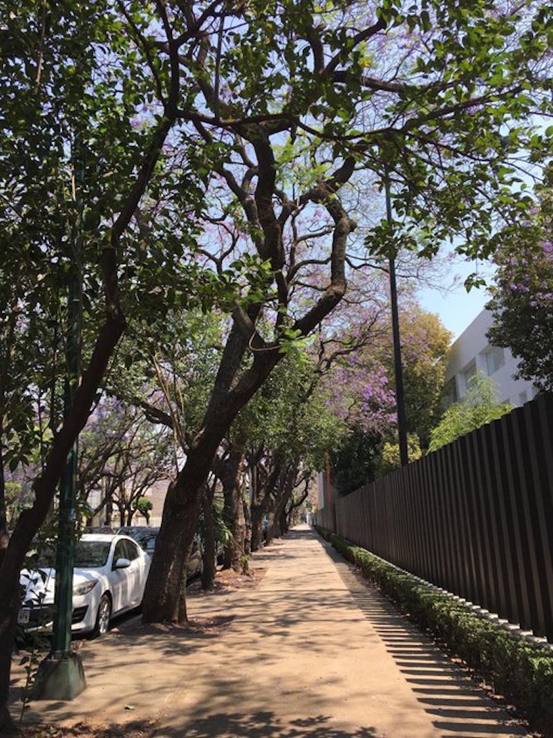 tala-arboles-benito-juarez