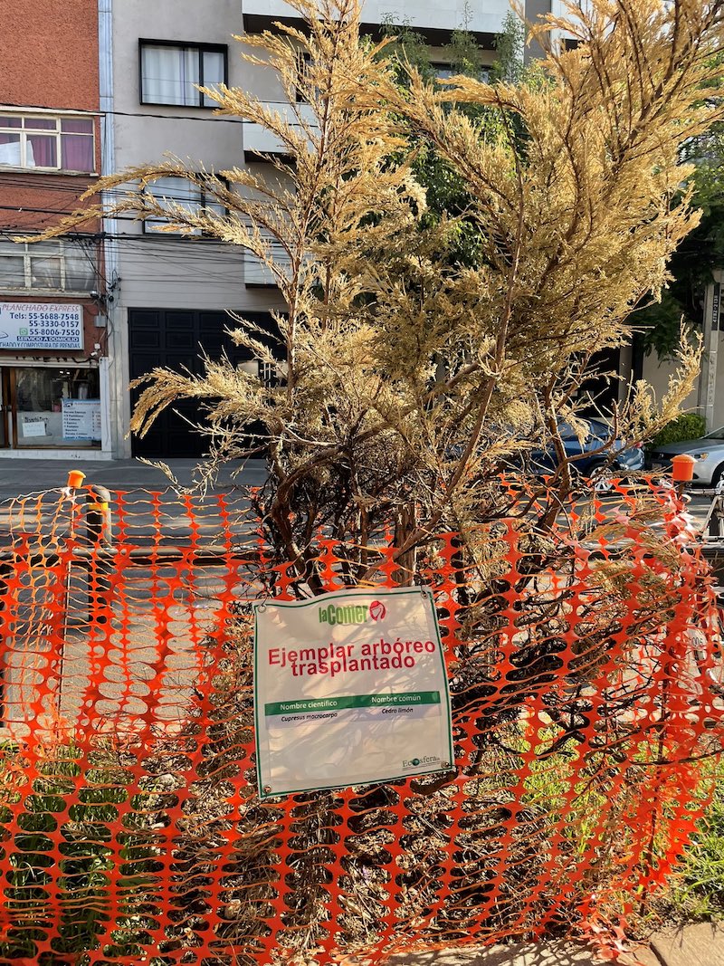 tala-arboles-cdmx-denuncia