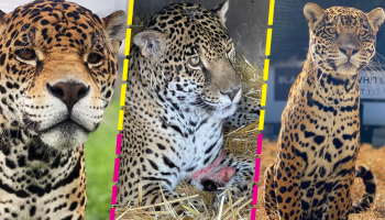 black-jaguar-white-tiger-bjwt-jaguares-muerte-sacrifican-instagram