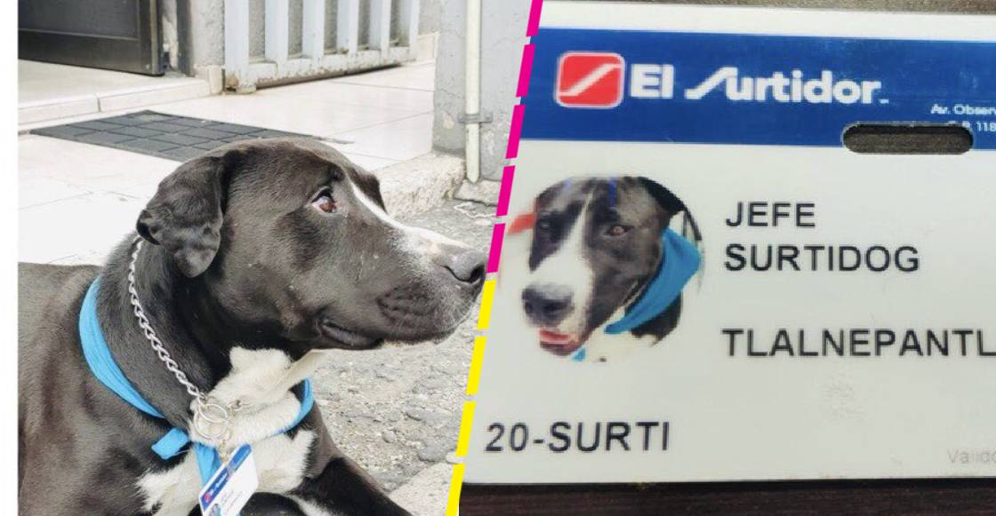 Empleados de una tienda adoptaron un perrito... y hasta le dieron chamba