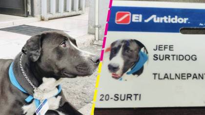 Empleados de una tienda adoptaron un perrito... y hasta le dieron chamba