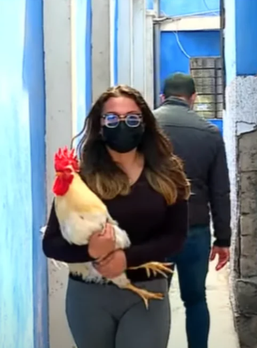 No es broma: Autoridades en Perú quieren multar a una mujer por el ruido que hace su gallo
