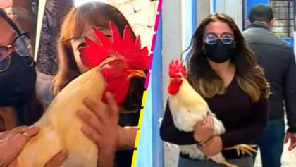 No es broma: Autoridades en Perú quieren multar a una mujer por el ruido que hace su gallo