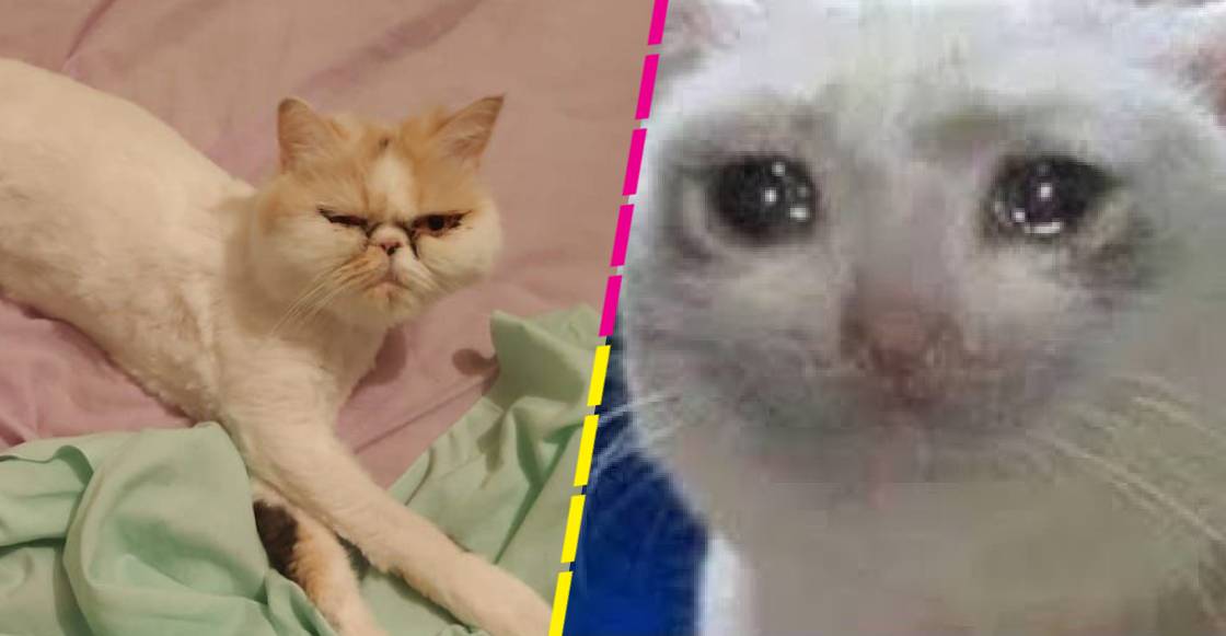 Gatita logra sobrevivir más de 40 minutos dentro de la lavadora