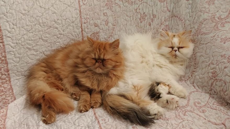 Gatita logra sobrevivir más de 40 minutos dentro de la lavadora