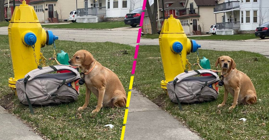Se vale llorar: Mujer abandona a su perrita porque no podía pagar su tratamiento