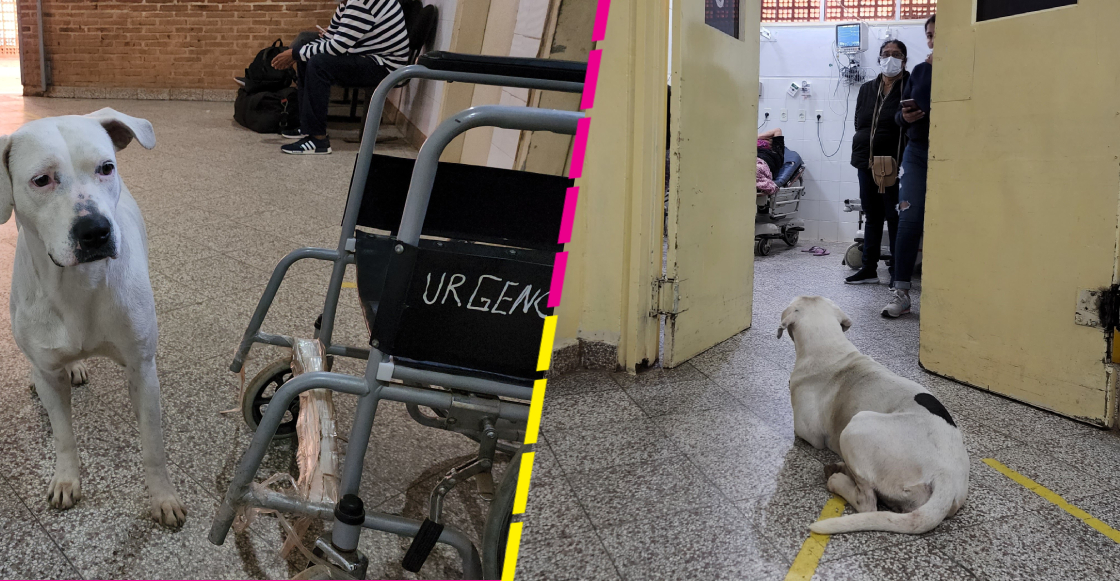 Perrita sigue hasta el hospital a su dueña para esperarla