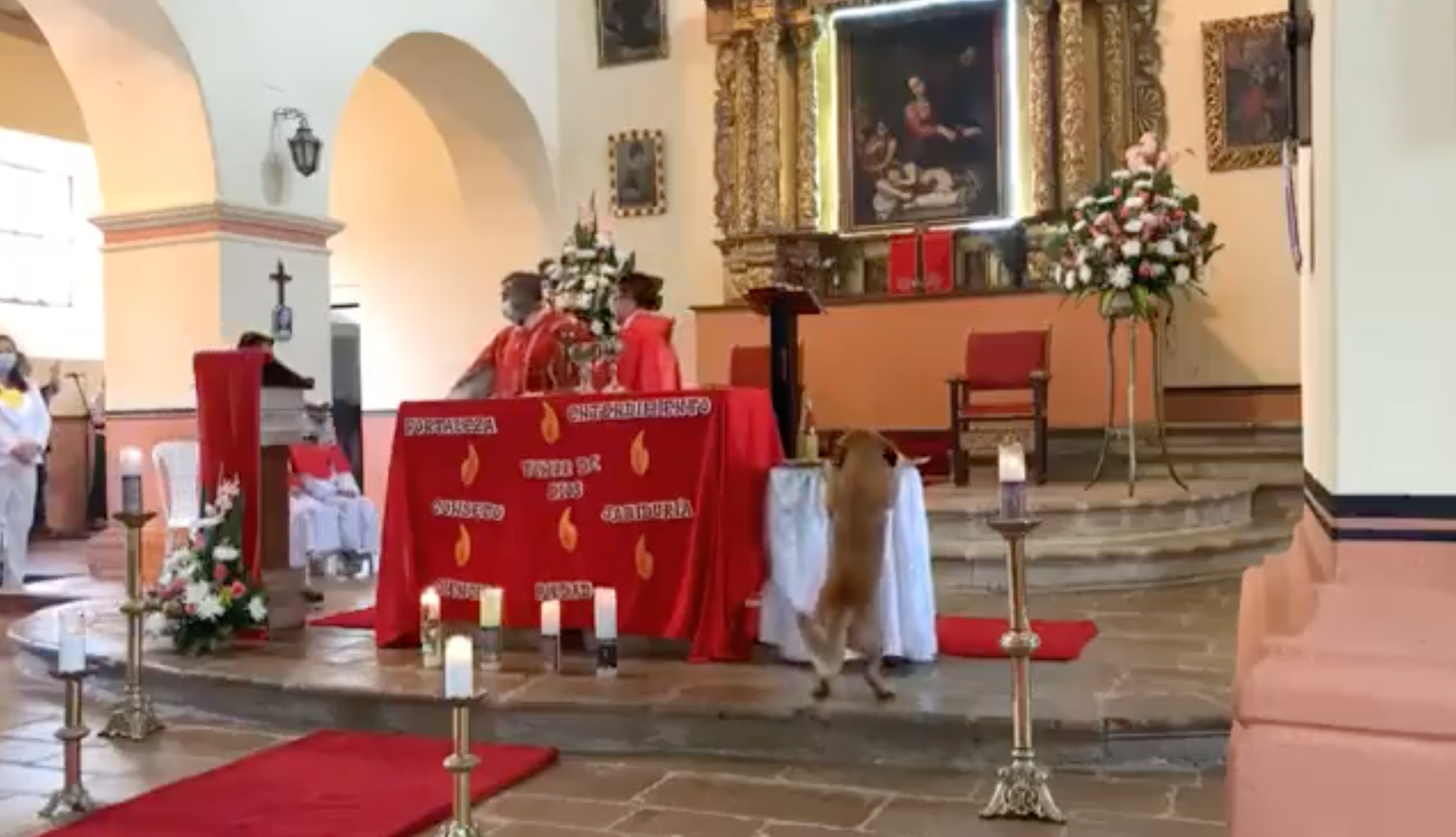 Herejía nivel: Perrito se roba el pan de una iglesia sin que nadie lo note y se hace viral