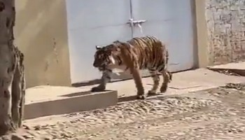 tigre de bengala nayarit