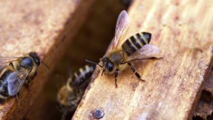 abejas-atacan-primaria-hidalgo-alumnos-heridos