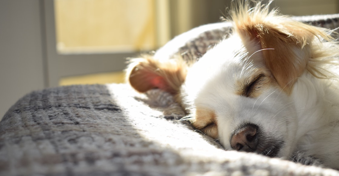 encontraron-perrito-crucificado-arbol-cdmx