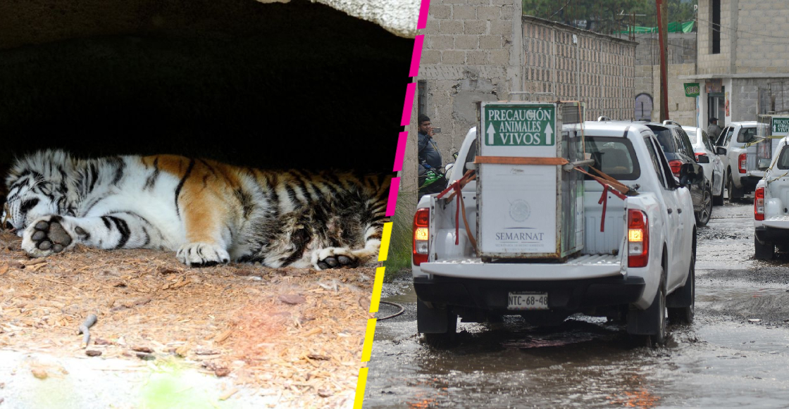 Y en Michoacán: Encuentran un tigre baleado al investigar un homicidio
