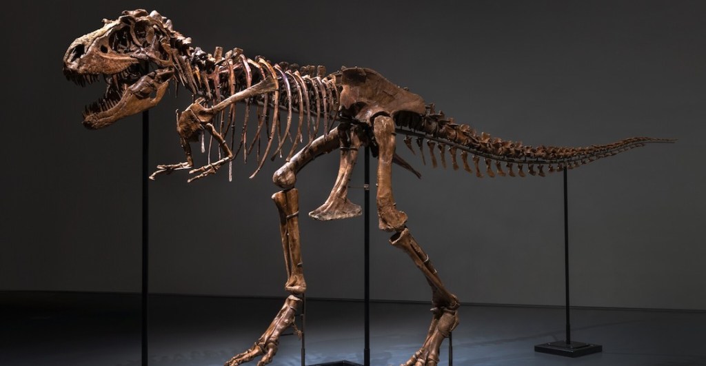 gorgeous-george-gorgosaurus-t-rex-dinosaurio-subasta-esqueleto-1
