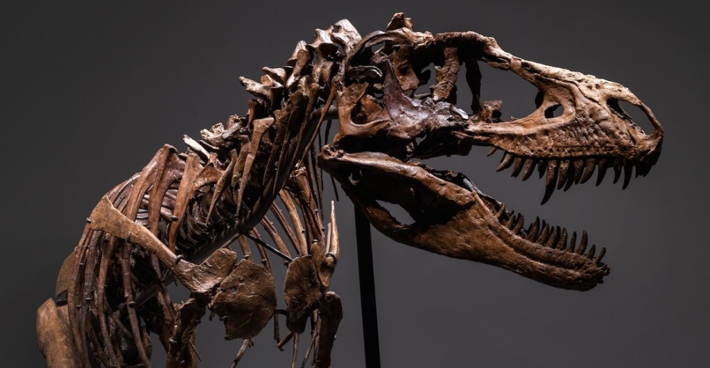 gorgeous-george-gorgosaurus-t-rex-dinosaurio-subasta-esqueleto-3
