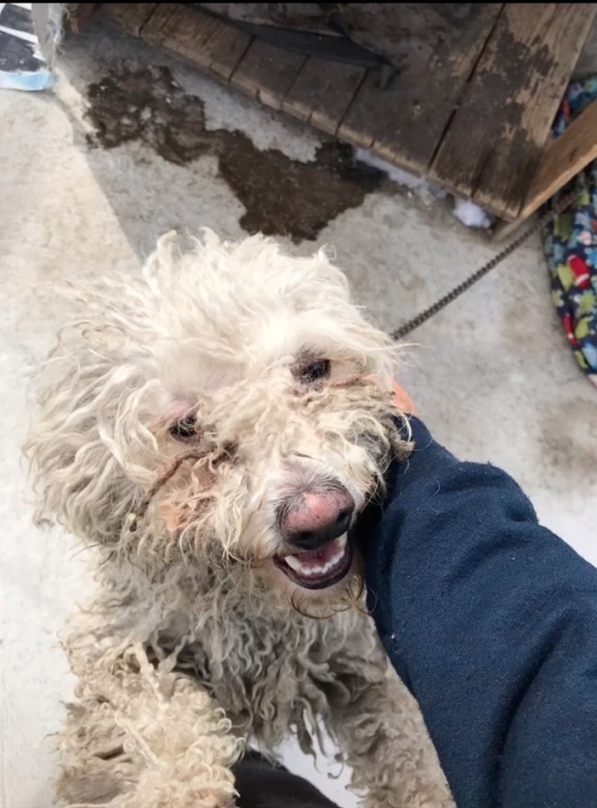 Joven rescata a 'Peluche', un perrito que vivió años de maltrato