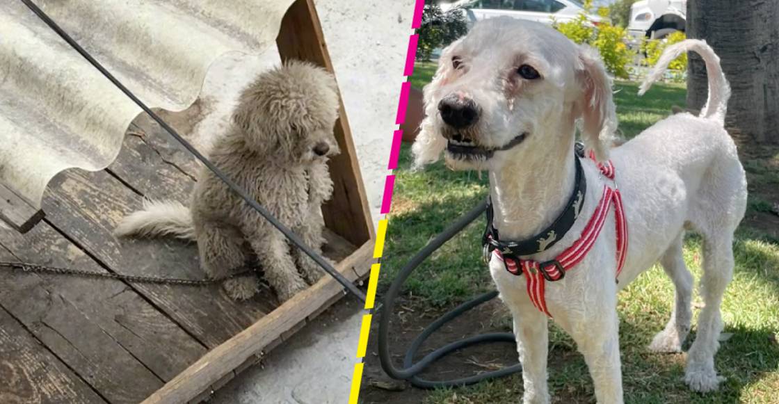 Joven rescata a 'Peluche', un perrito que vivió años de maltrato