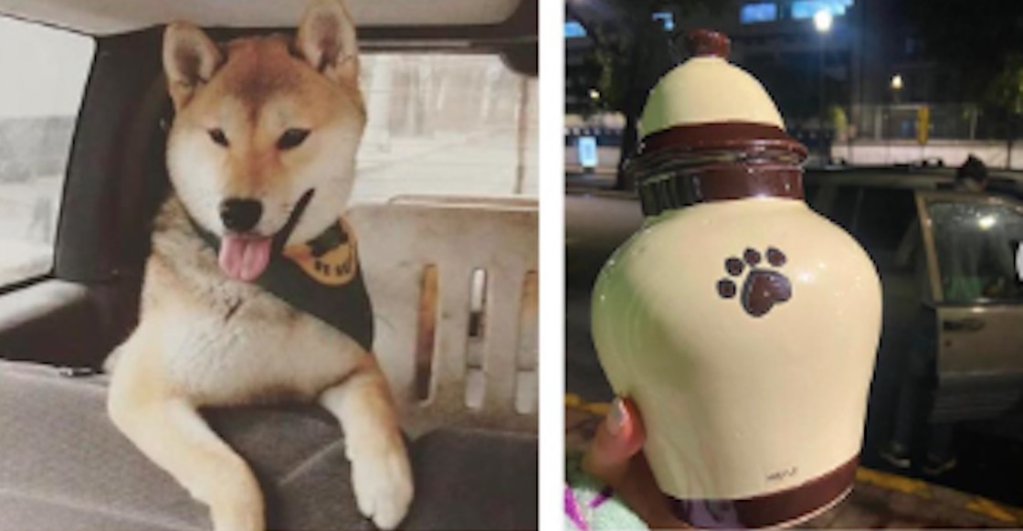 maple-justicia-perrito-campamento-denuncia