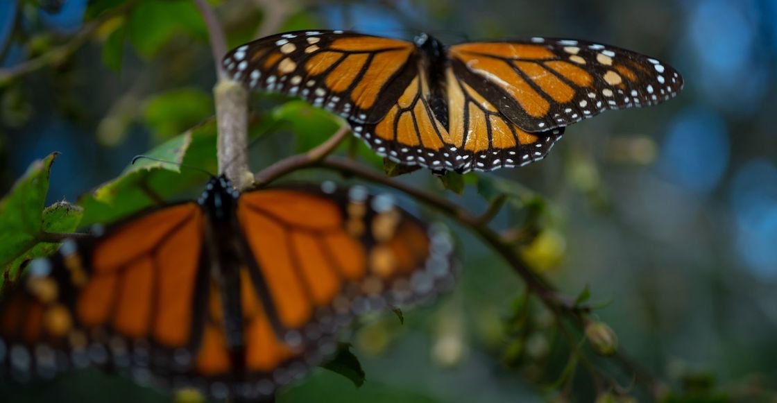 mariposa-monarca-especie-amenazada