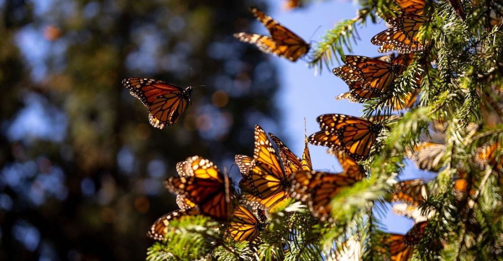 mariposa-monarca-lista-roja-especie-amenazada