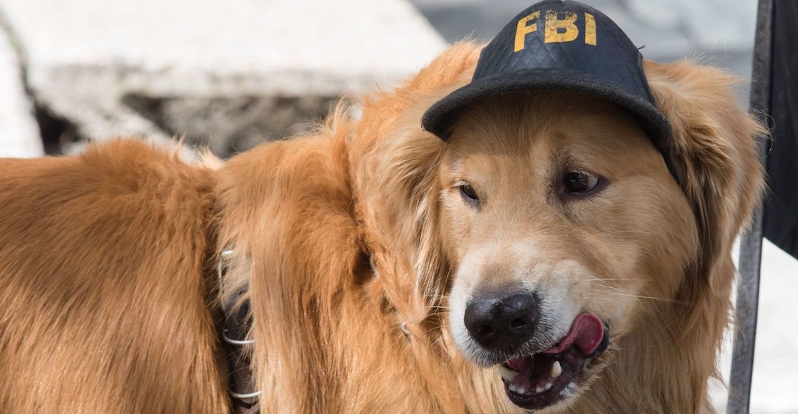 mas-perros-vecindario-menos-delincuencia-estudio-estados-unidos
