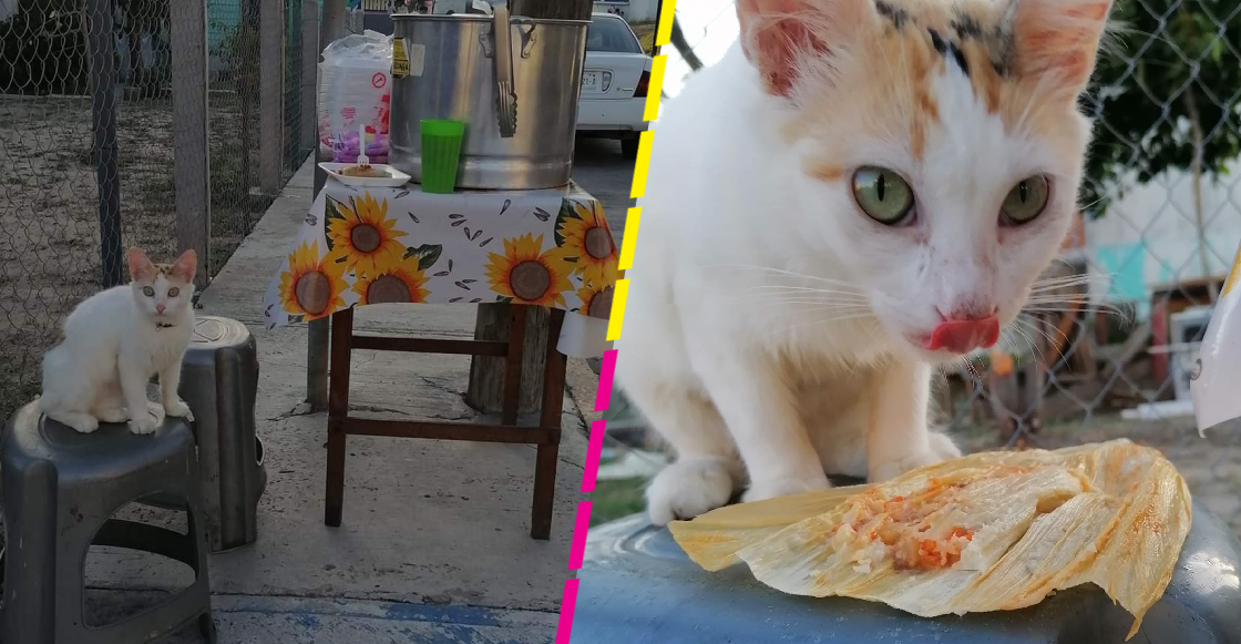 Conoce a Michita, la gatita que acompaña a su dueña a vender tamales en Tampico