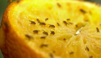 moscas-fruta-investigacion