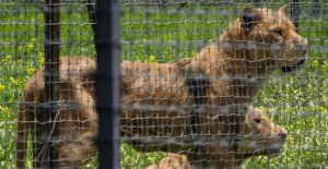 Mundo enfermo y triste: Murió una leona en el santuario Black Jaguar-White Tiger. Noticias en tiempo real