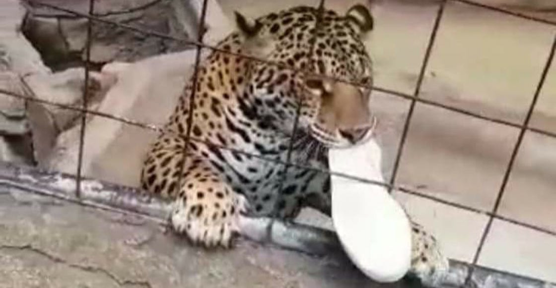 nino-jaguar-mordio-zoologico-guanajuato
