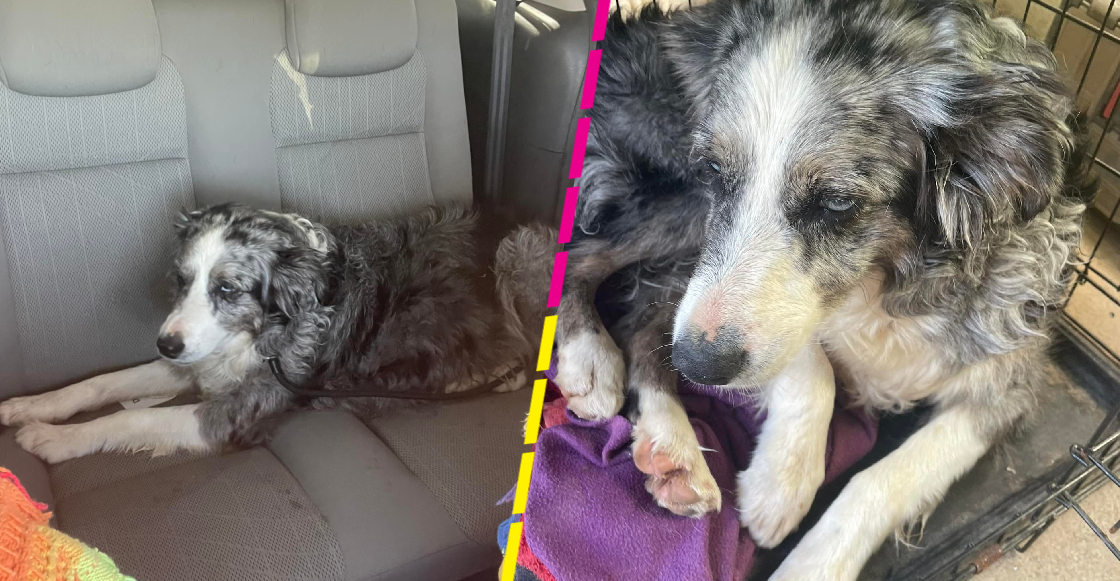 Perrita sobrevive dos días en el mar tras caer de un barco