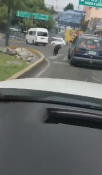 Perrito corre tras el auto de sus dueños al ser abandonado en CDMX
