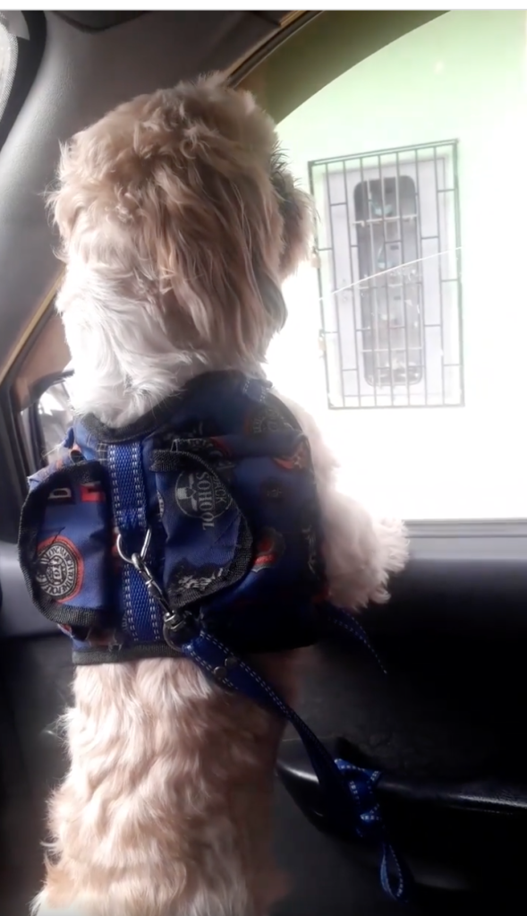 Taxista adopta a perrito que abandonaron en su carro con todo y nota