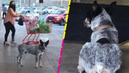 Perrito espera a su dueña afuera de un supermercado sin saber que ella murió