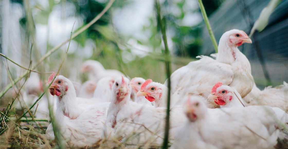 pollos-estudio-cannabis