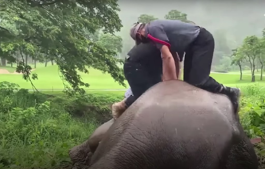 El increíble rescate de una elefante y cómo le dieron primeros auxilios