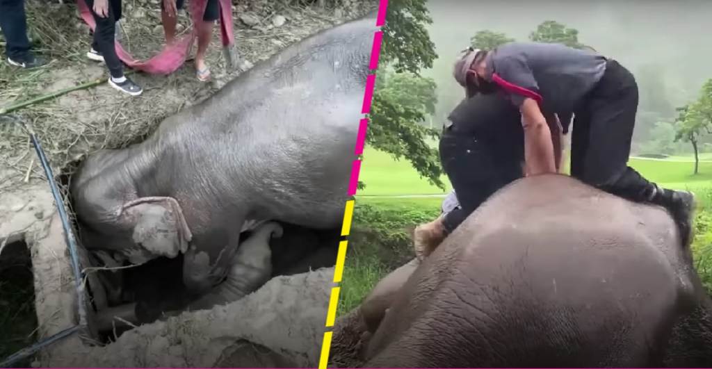 El increíble rescate de una elefante y cómo le dieron primeros auxilios