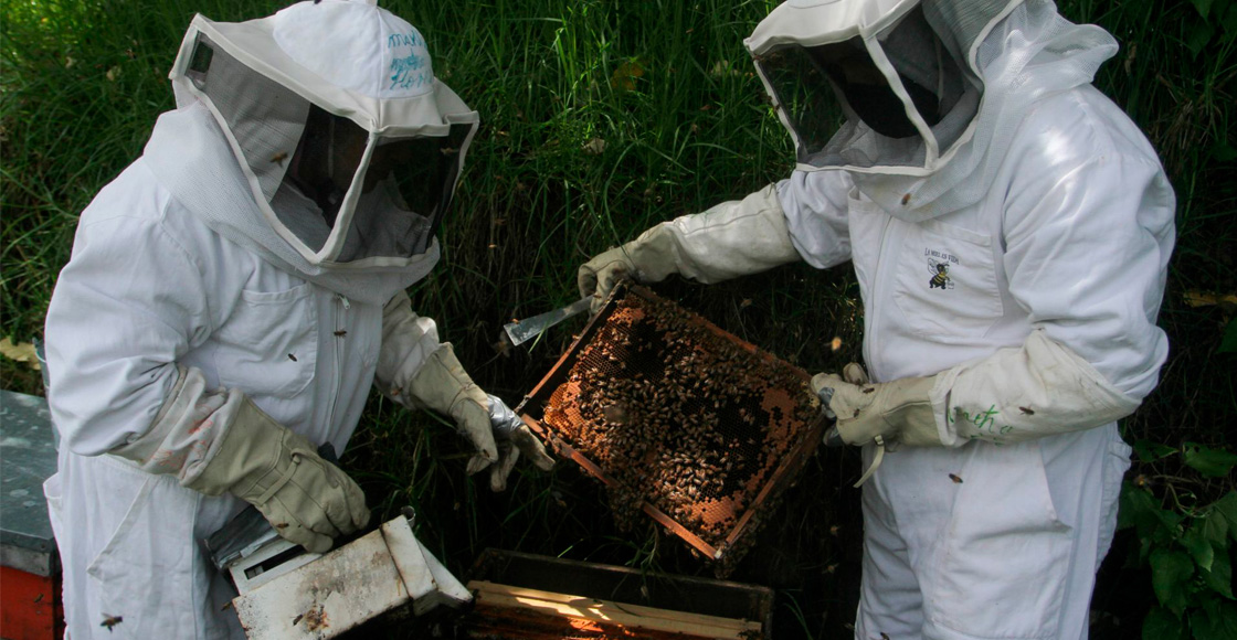 abejas-apicultores-producción