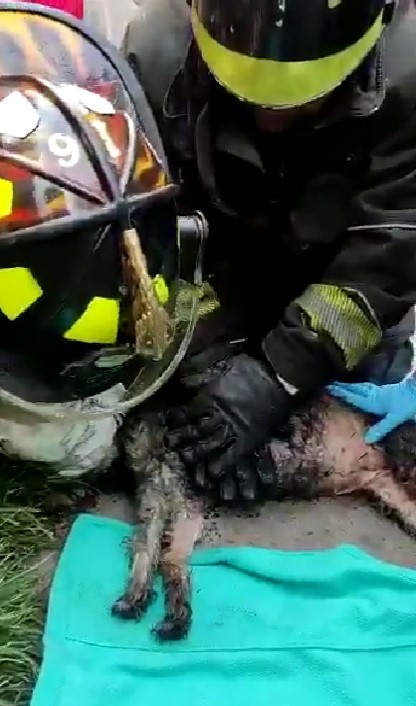 Bomberos rescatan de incendio a un perrito y lo reaniman con primeros auxilios