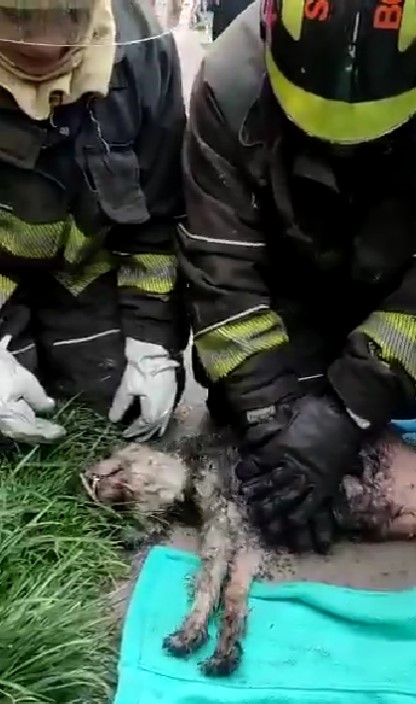Bomberos rescatan de incendio a un perrito y lo reaniman con primeros auxilios