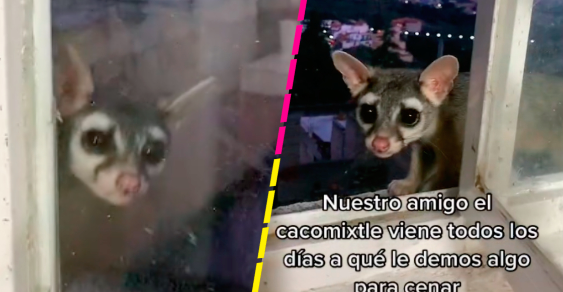 Tiktoker cuenta cómo un cacomixtle lo visita para ser alimentado