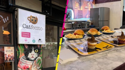 Catfecito: Restaurante en CDMX para amantes de los gatos