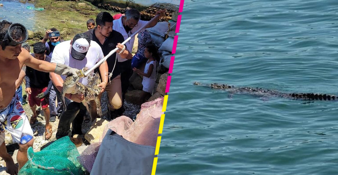 cocodrilo-acapulco-guerrero-playa