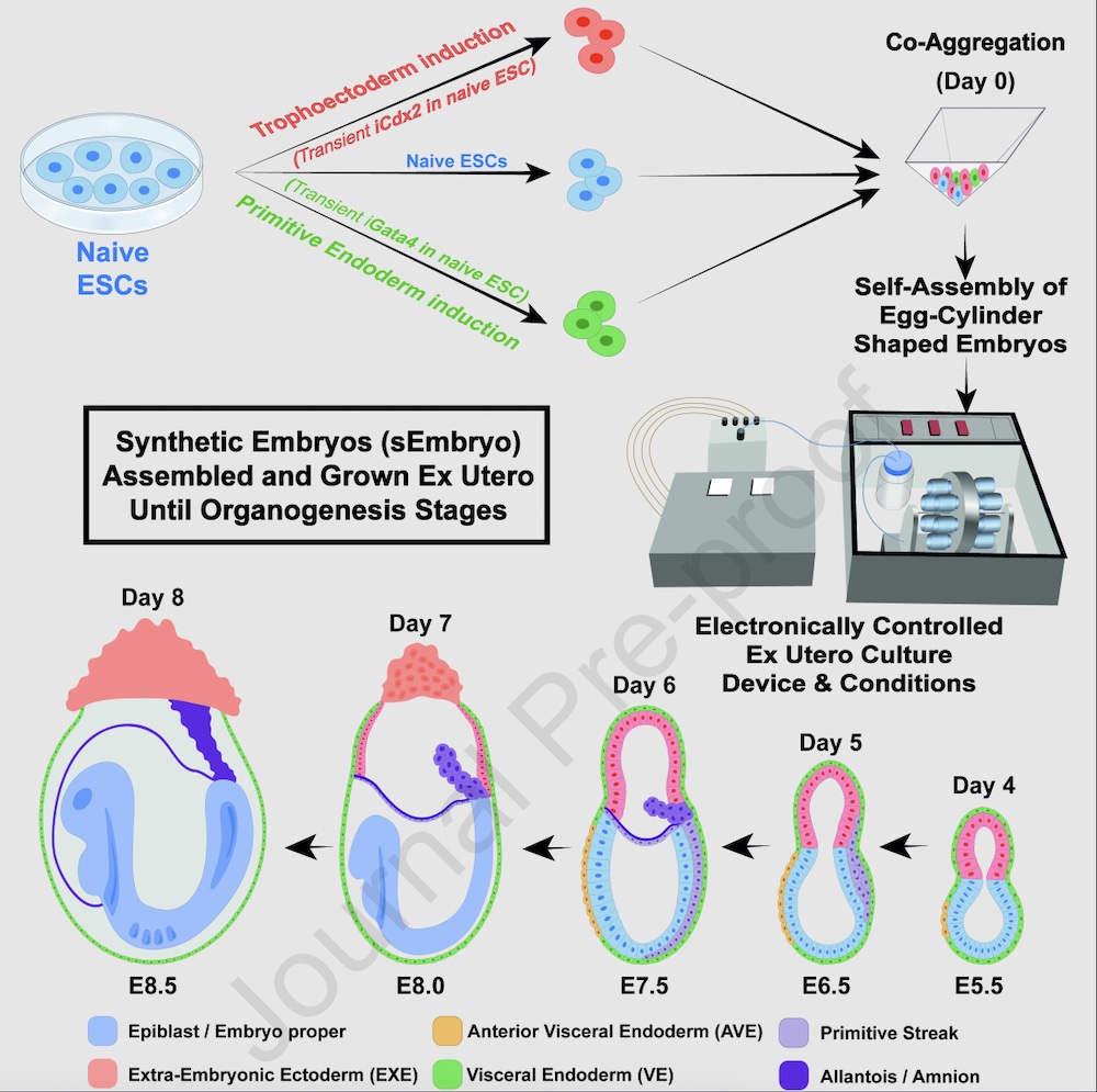 embriones-embrioides-desarrollo